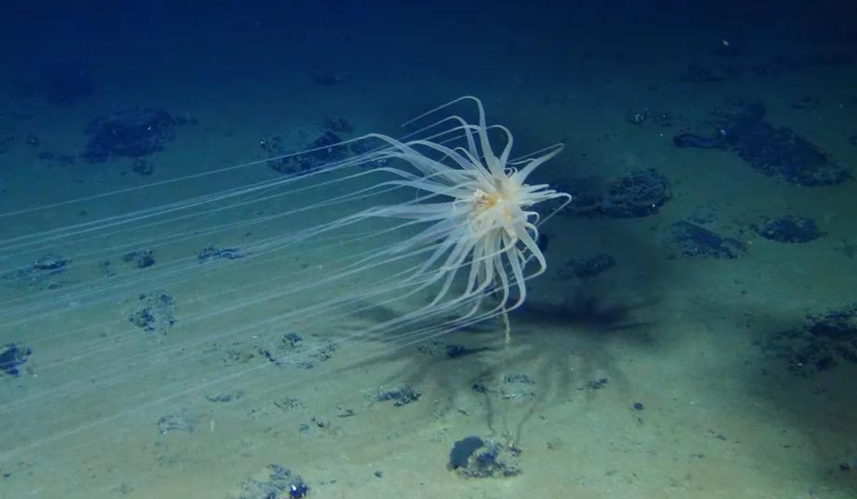 Norway to permit controversial deep-sea mining